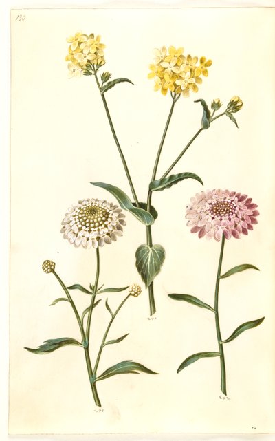 Brassica napus (colza); Iberis amara (bitter sløjfeblomst) de Hans Simon Holtzbecker