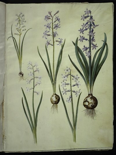 Brimeura amethystina (jacinto pirenaico); Hyacinthus orientalis (jacinto común) de Hans Simon Holtzbecker