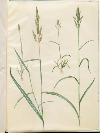 Bromus hordeaceus (avena blanda); Phalaris arundinacea (pasto de caña) de Hans Simon Holtzbecker