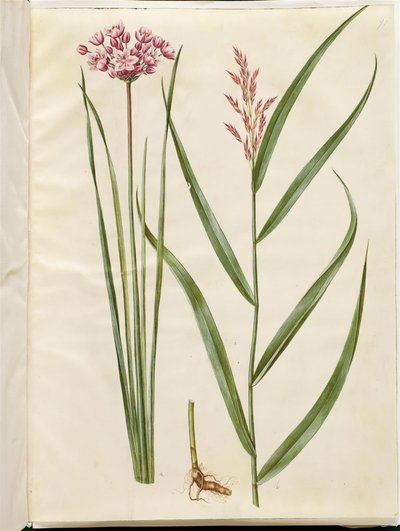 Butomus umbellatus (brudelys); Phragmites australis (caña común) de Hans Simon Holtzbecker