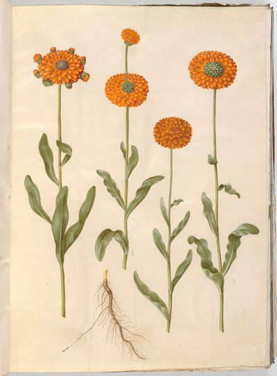 Calendula officinalis de Hans Simon Holtzbecker