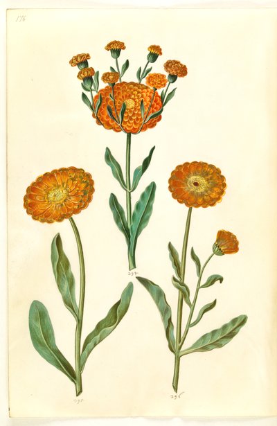 Calendula officinalis (caléndula) de Hans Simon Holtzbecker