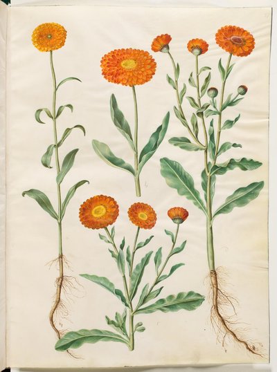 Calendula officinalis (caléndula) de Hans Simon Holtzbecker
