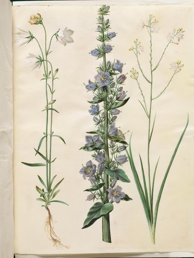 Campanula persicifolia (campanilla de hoja estrecha); Campanula pyramidalis (campanilla piramidal); Anthericum ramosum (hierba araña ramificada) de Hans Simon Holtzbecker