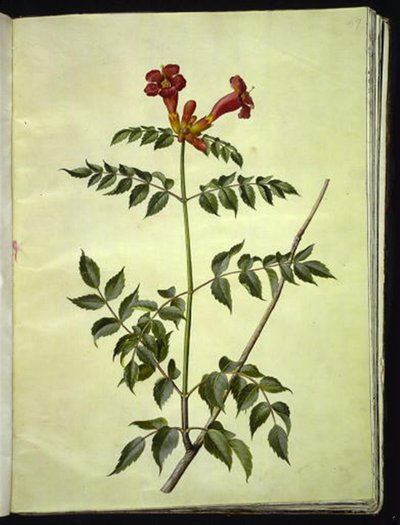Campsis radicans (trompeta común) de Hans Simon Holtzbecker
