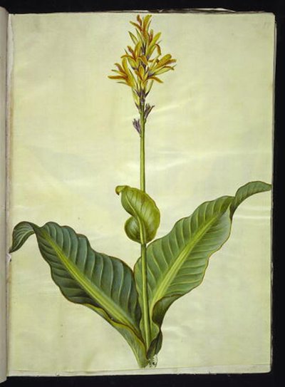 Canna indica (canna comestible) de Hans Simon Holtzbecker