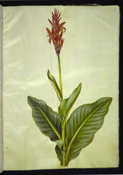 Canna indica (canna comestible) de Hans Simon Holtzbecker