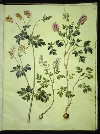 Capnoides sempervirens (harlekinurt); Corydalis solida (langstilket lærkespore) de Hans Simon Holtzbecker