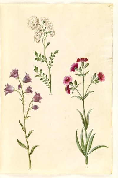 Cardamine pratensis (berro de prado); Campanula rotundifolia (?) (campanilla); Silene vulgaris (?) (colleja) de Hans Simon Holtzbecker