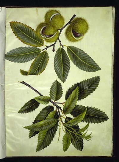 Castanea sativa (castaño) de Hans Simon Holtzbecker
