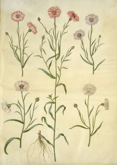 Centaurea cyanus (aciano) de Hans Simon Holtzbecker