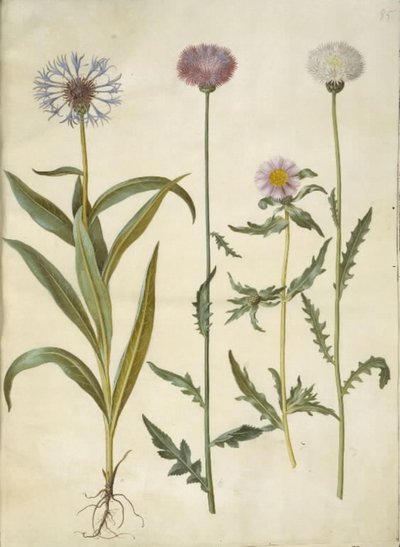 Centaurea montana (aciano de montaña); Amberboa moschata (sultán perfumado) de Hans Simon Holtzbecker