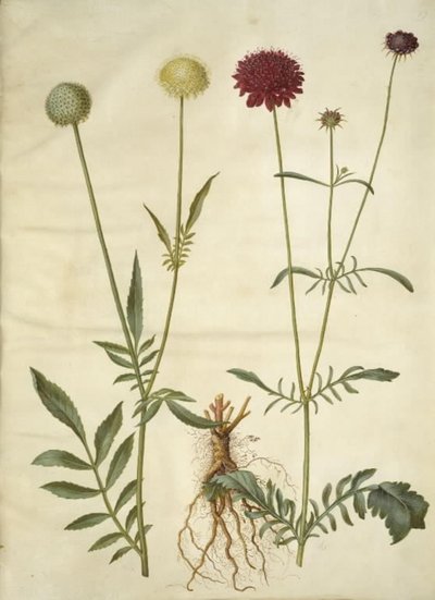 Cephalaria leucantha (hvid skælhoved); Scabiosa atropurpurea (enkeblomst) de Hans Simon Holtzbecker