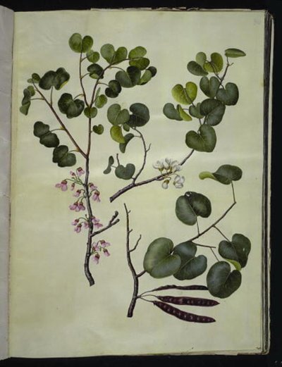 Cercis siliquastrum (árbol de Judas común) de Hans Simon Holtzbecker
