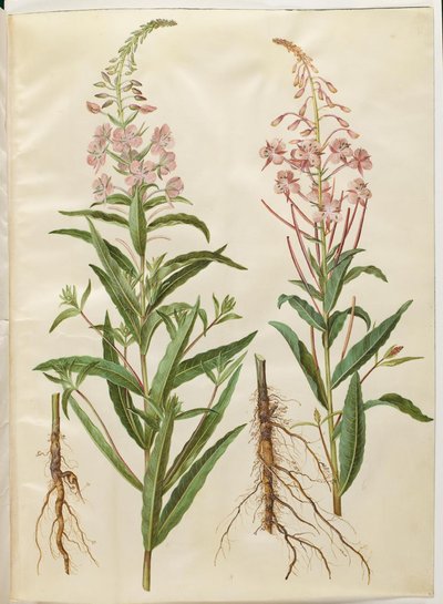 Chamerion angustifolium (epilobio de hoja estrecha) de Hans Simon Holtzbecker