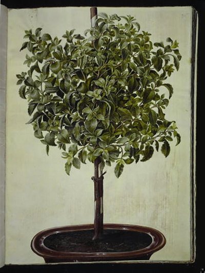 Cistus creticus (jara de Creta) de Hans Simon Holtzbecker
