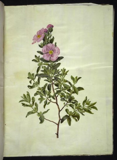 Cistus creticus (jara de Creta) de Hans Simon Holtzbecker