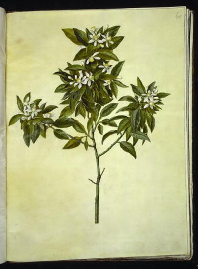 Citrus aurantium (naranja amarga) de Hans Simon Holtzbecker