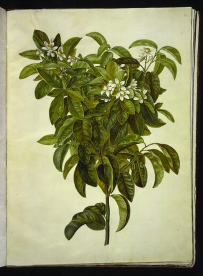 Citrus limon (limón común) de Hans Simon Holtzbecker