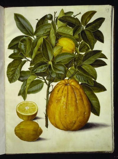 Citrus limon (limón común); Citrus maxima (pomelo) de Hans Simon Holtzbecker