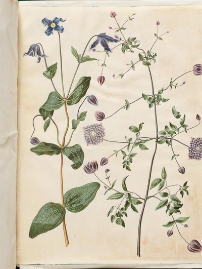 Clematis integrifolia (clemátide azul); Clematis viticella (clemátide italiana) de Hans Simon Holtzbecker