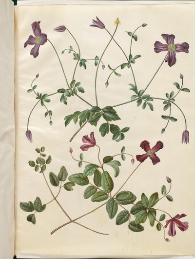 Clematis viticella de Hans Simon Holtzbecker