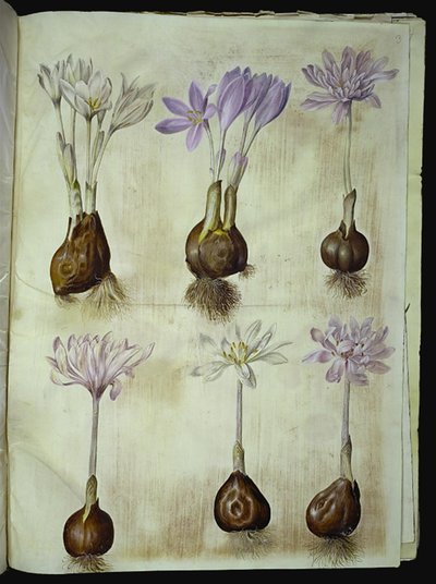 Colchicum autumnale (azafrán otoñal) de Hans Simon Holtzbecker
