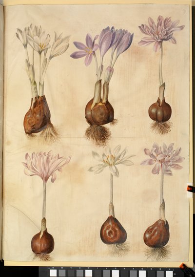 Colchicum autumnale de Hans Simon Holtzbecker