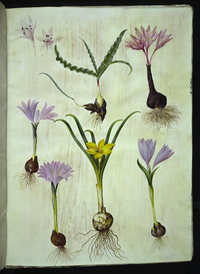 Colchicum variegatum (colchico manchado); Bulbocodium vernum (flor de primavera); Sternbergia lutea (sternbergia común) de Hans Simon Holtzbecker