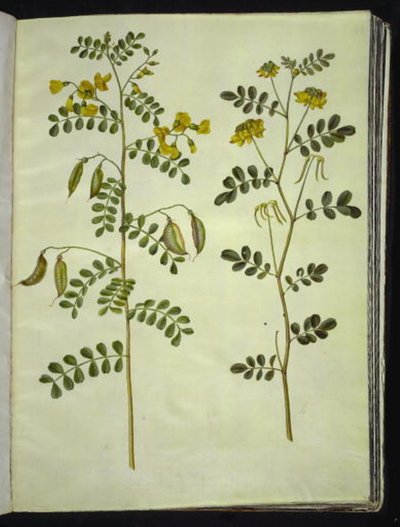 Colutea arborescens (espantalobos común); Hippocrepis emerus (hueso de caballo arbustivo) de Hans Simon Holtzbecker