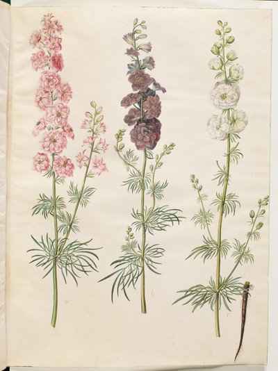 Consolida ajacis (espuela de caballero) de Hans Simon Holtzbecker