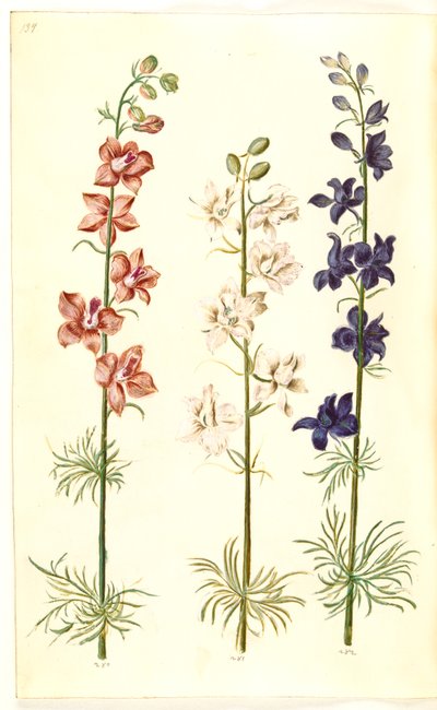 Consolida ajacis (delphinium) de Hans Simon Holtzbecker
