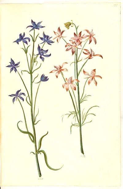 Consolida regalis de Hans Simon Holtzbecker