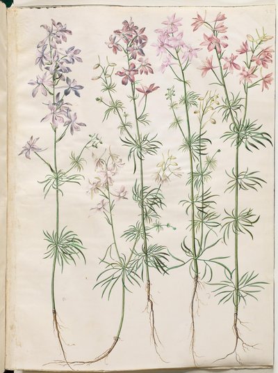 Consolida regalis (espuela de caballero) de Hans Simon Holtzbecker