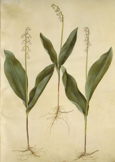 Convallaria majalis (lirio de los valles); Convallaria majalis (variedad de lirio de los valles) de Hans Simon Holtzbecker
