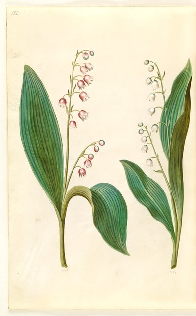 Convallaria majalis rosea (lirio de los valles rojo); Convallaria majalis (lirio de los valles) de Hans Simon Holtzbecker