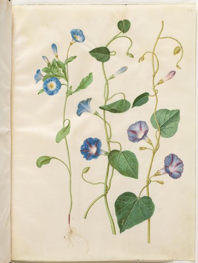 Convolvulus tricolor; Ipomoea purpurea de Hans Simon Holtzbecker