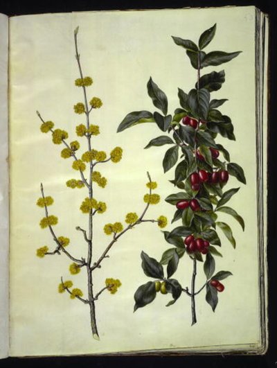 Cornus mas (cornejo cerezo) de Hans Simon Holtzbecker
