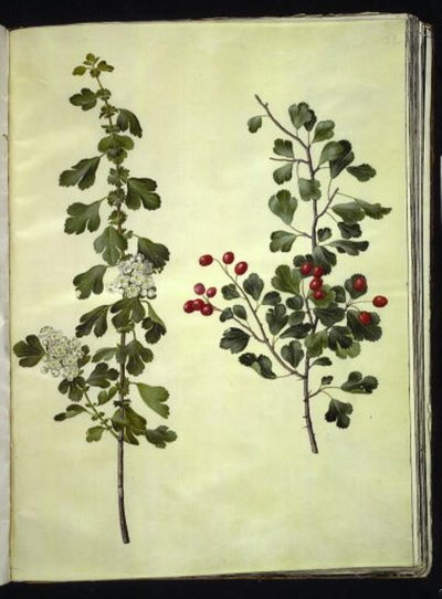 Crataegus laevigata (espino blanco común) de Hans Simon Holtzbecker