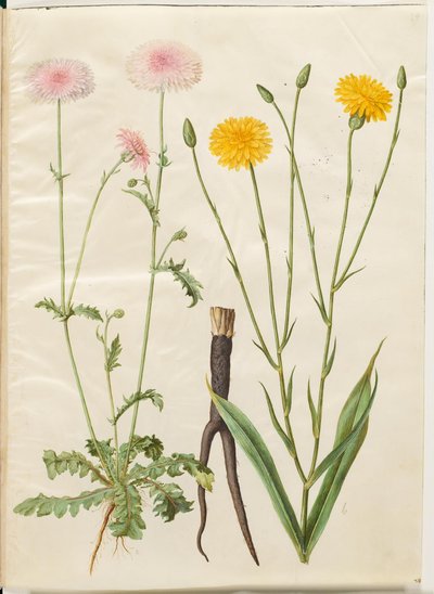 Crepis rubra (diente de león rojo); Scorzonera hispanica (escarola) de Hans Simon Holtzbecker