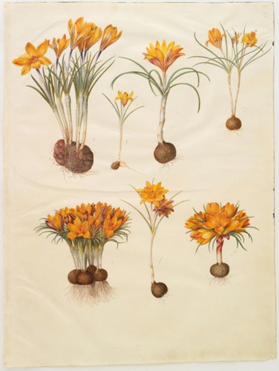 Crocus angustifolius (azafrán de los Balcanes) de Hans Simon Holtzbecker