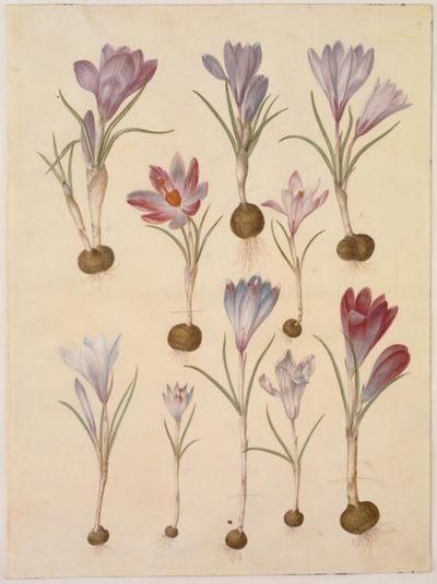 Crocus vernus (azafrán de primavera) de Hans Simon Holtzbecker
