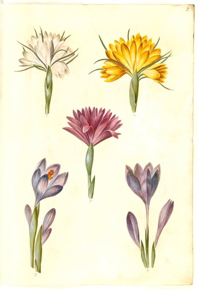 Crocus vernus (crocus de primavera); Crocus angustifolius (crocus de los Balcanes); Bulbocodium vernum (?) (flor de primavera) de Hans Simon Holtzbecker