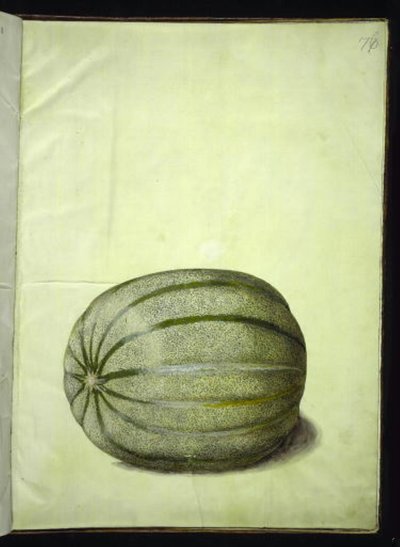 Cucumis melo (melón) de Hans Simon Holtzbecker
