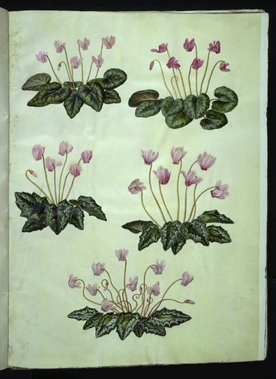 Cyclamen purpurascens (violeta alpina); Cyclamen hederifolium (violeta de hoja de hiedra) de Hans Simon Holtzbecker