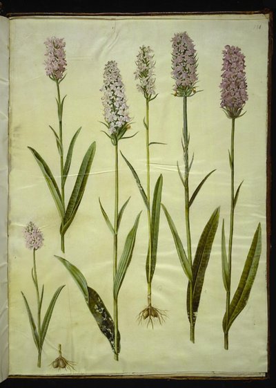 Dactylorhiza maculata (orquídea manchada) de Hans Simon Holtzbecker