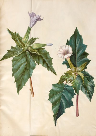 Datura stramonium de Hans Simon Holtzbecker