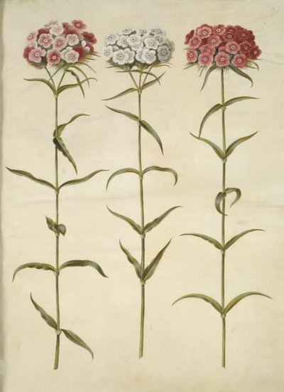 Dianthus barbatus (clavel de poeta) de Hans Simon Holtzbecker