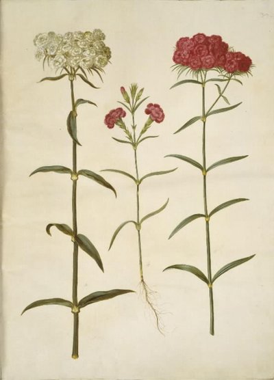 Dianthus barbatus (clavel de poeta); Dianthus (especie de clavel) de Hans Simon Holtzbecker