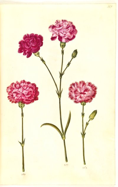 Dianthus caryophyllus (clavel) de Hans Simon Holtzbecker